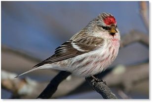 Redpoll Bird