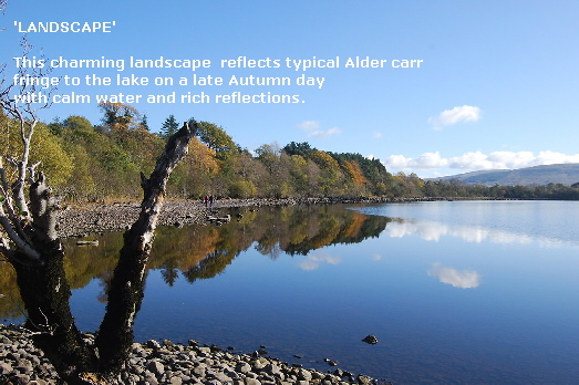 'LANDSCAPE'

   This charming landscape  reflects typical Alder carr
   fringe to the lake on a late Autumn day
   with calm water and rich reflections.