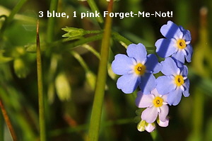 3 blue, 1 pink Forget-Me-Not!