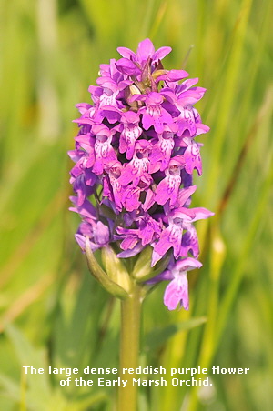The large dense reddish purple flower
of the Early Marsh Orchid.