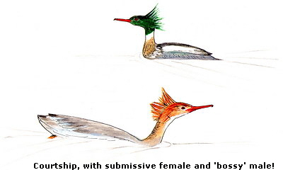 Courtship, with submissive female and 'bossy' male!