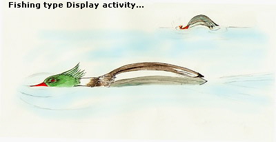 Fishing type Display activity...