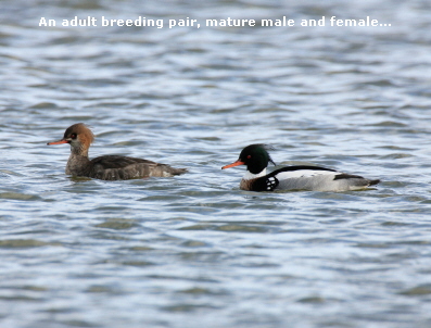 An adult breeding pair, mature male and female...