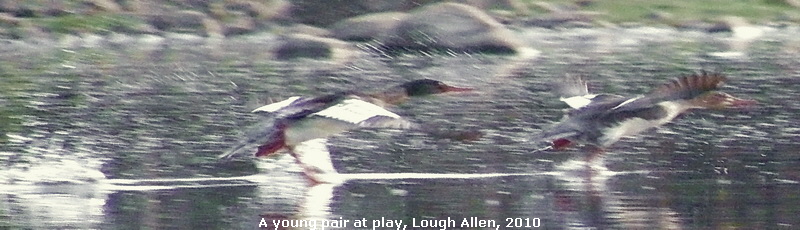 A young pair at play, Lough Allen, 2010