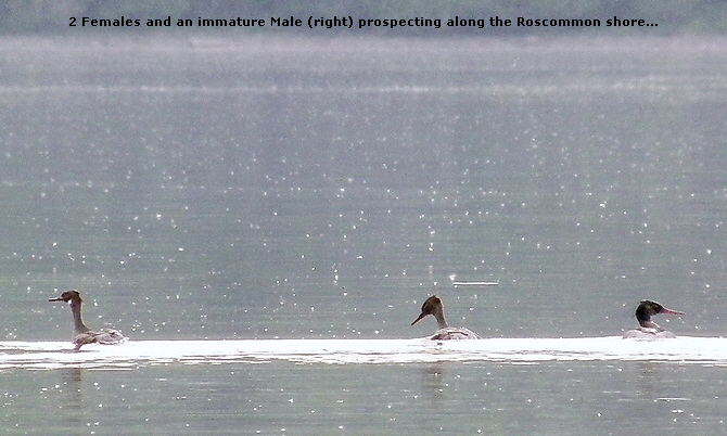 2 Females and an immature Male (right) prospecting along the Roscommon shore...