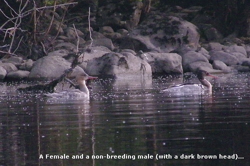 A Female and a non-breeding male (with a dark brown head)...