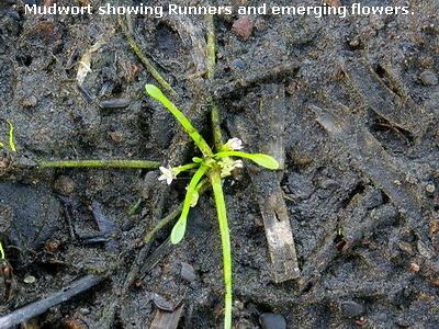 Mudwort showing Runners and emerging flowers.