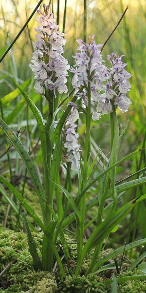 Tall Orchids